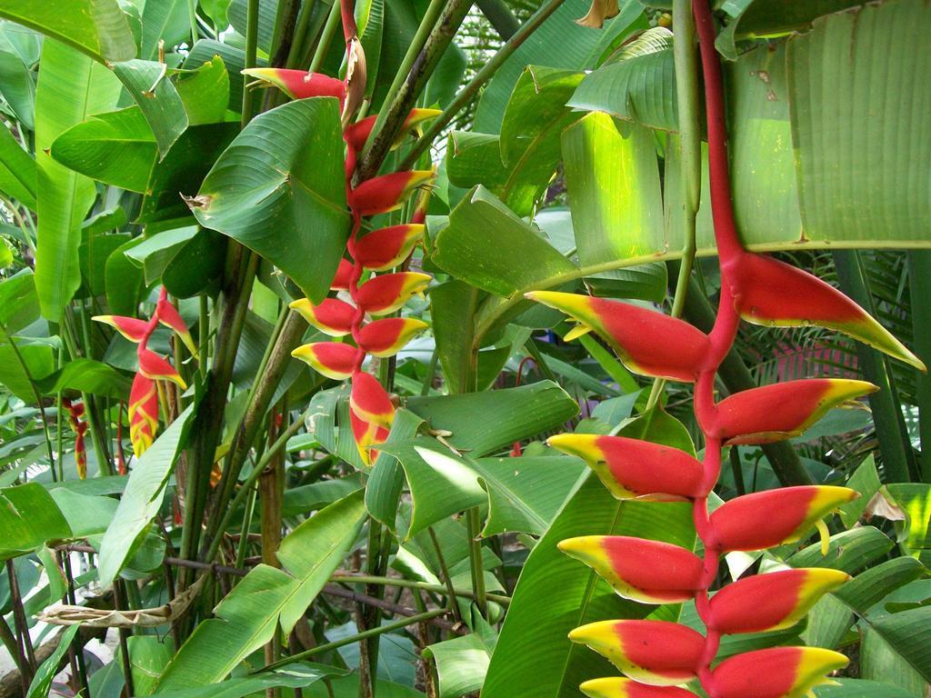Posada El Jardin Тикуль Экстерьер фото